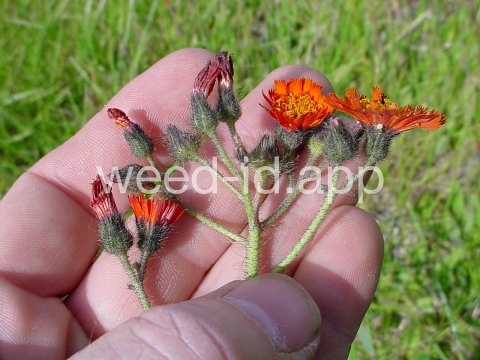 hawkweed, orange